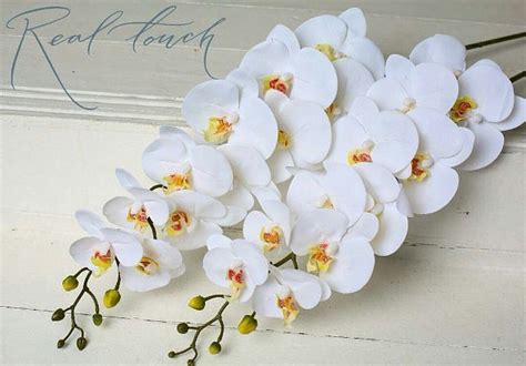 Белая орхидея фаленопсис 11соцветий в наличии. . . Цена 650 руб. за ...