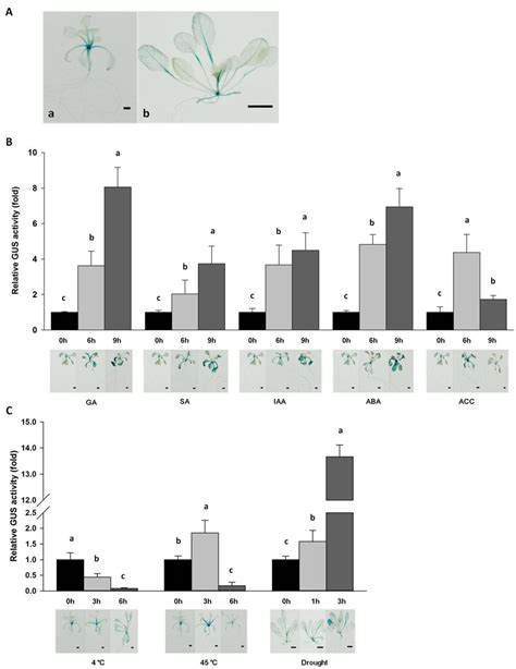 Histochemical Localization And Quantitative Analysis Of Glucuronidase