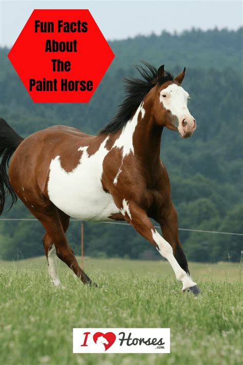 American Paint Horse Facts You Might Not Have Known | American paint ...