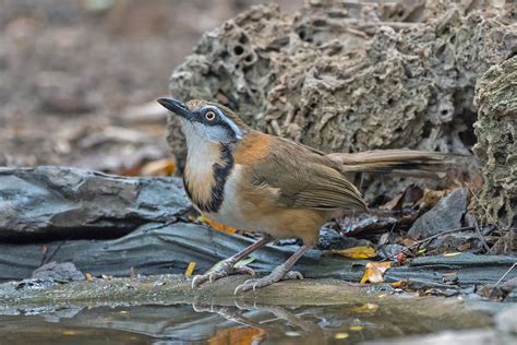 Myanmar Birding Tours Burma Birds Of Myanmar Birdquest