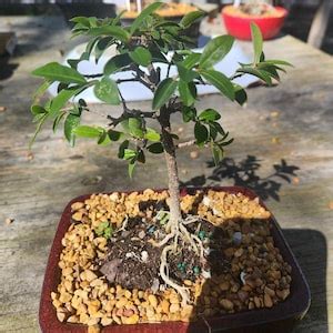 Dwarf Mini Weeping Cherry Bonsai Tree That Flowers 3x a Year and Fruits ...