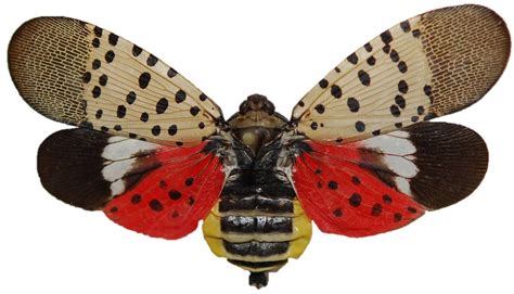 Spotted Lanternfly | Signs, Symptoms, & How To Manage | RTEC Treecare