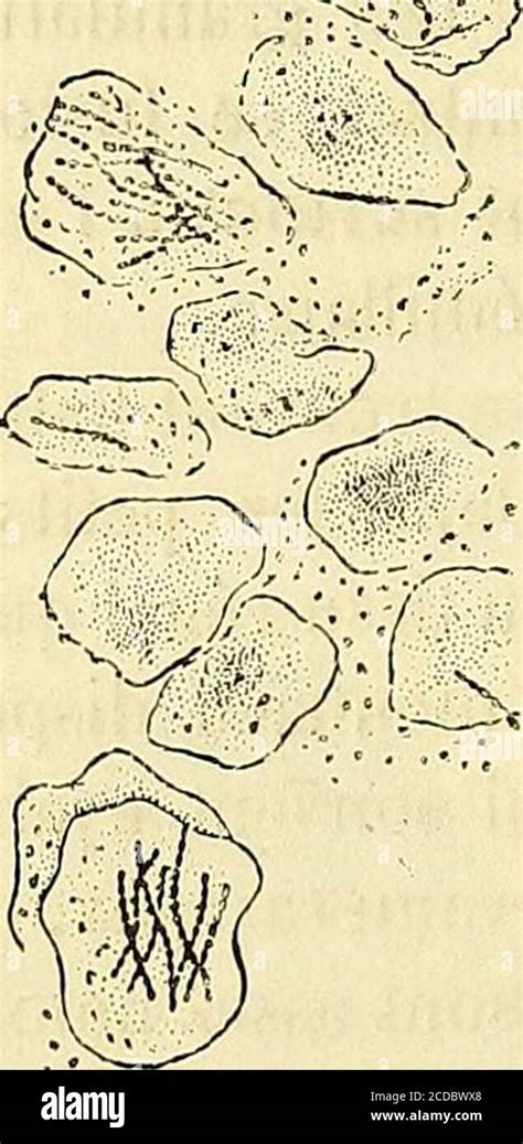 Manuel D Histologie Experimentale Assinet Et Les Calices Sont