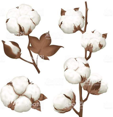 Cotton Boll Vector at Vectorified.com | Collection of Cotton Boll ...