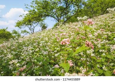 Buckwheat Flower Moc Chau: Over 72 Royalty-Free Licensable Stock Photos ...