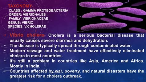 Vibrio Cholera Pptx