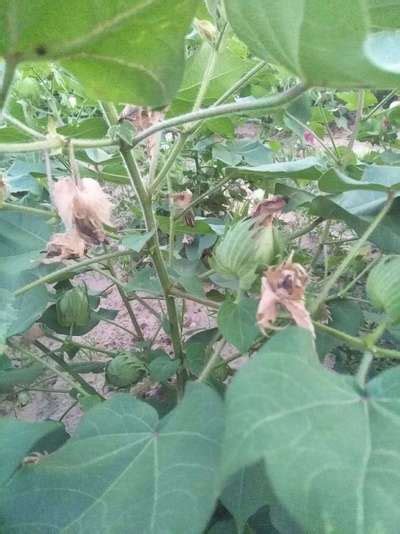 What Is The Issue With This Cotton Flowers🌸🌺🌻🌹🌷🌼💐 Community Plantix