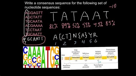 What Is Dna Consensus Sequence Youtube