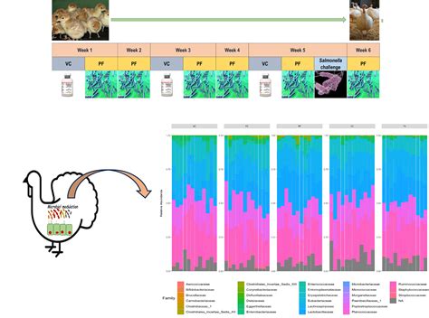 New Treatments for Salmonellosis in Turkeys | Research Computing