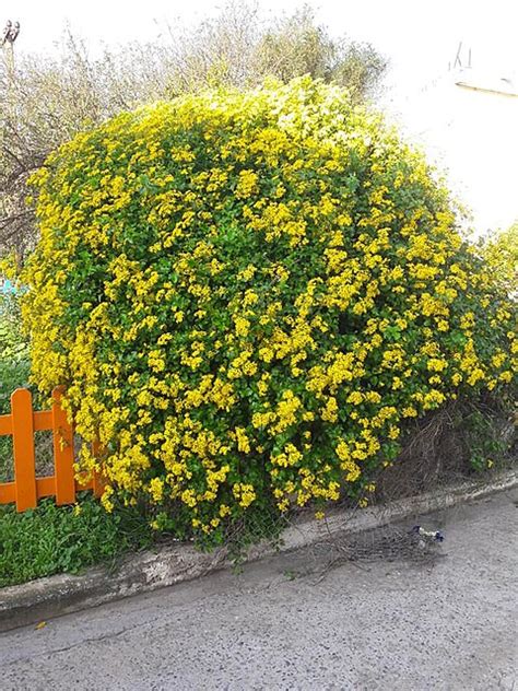 Hedge - Wikipedia