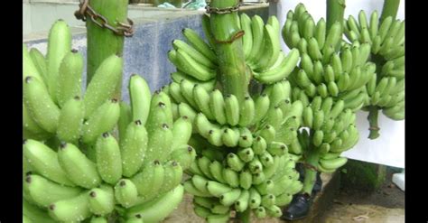30 curiosidades sobre a banana que mostram como ela é importante para a ...