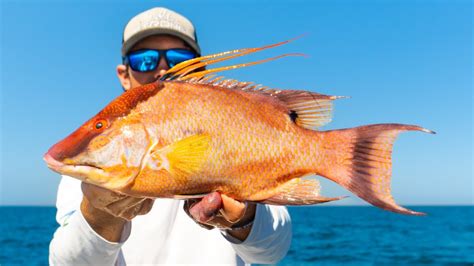 Florida S Best Tasting Fish Hogfish Snapper Offshore Bottom Fishing