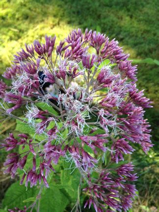 Eupatorium Purpureum Sweet Joe Pye Weed