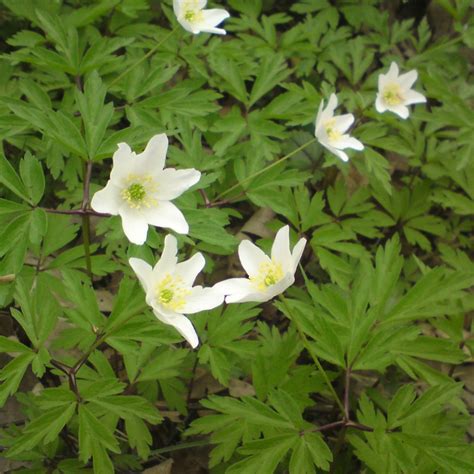 Zawilec Gajowy Anemone Nemorosa Opis Wygl D Wymagania Uprawa I