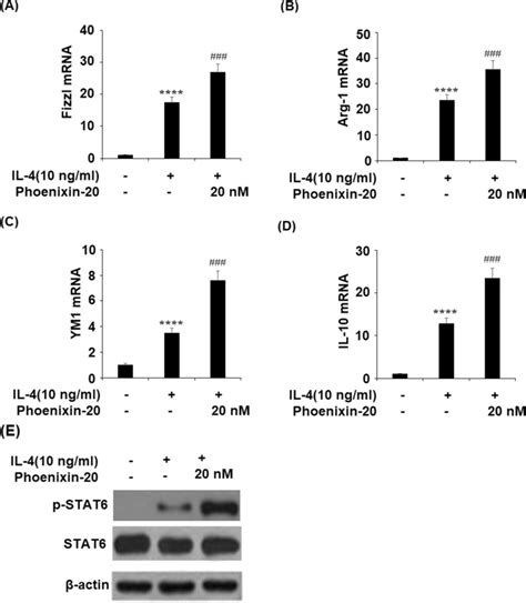 Phoenixin Promotes The M Polarization In Bv Microglial Cells Bv