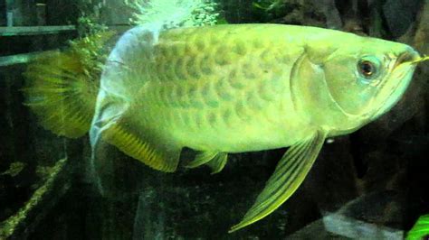 2 Years Yellow Tail Arowana Youtube