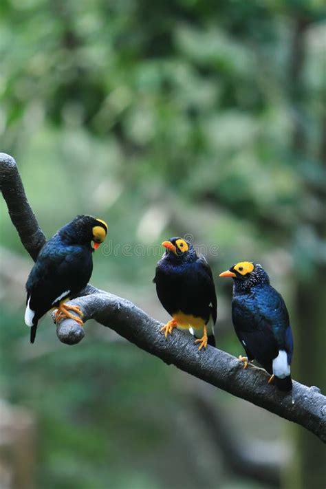 A Yellow Faced Myna The Bird At The Hong Kong Park Stock Photo Image