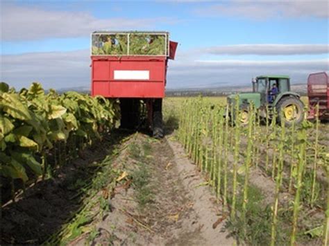 Agricultura Resuelve La Ayuda De Millones De Euros Para Los