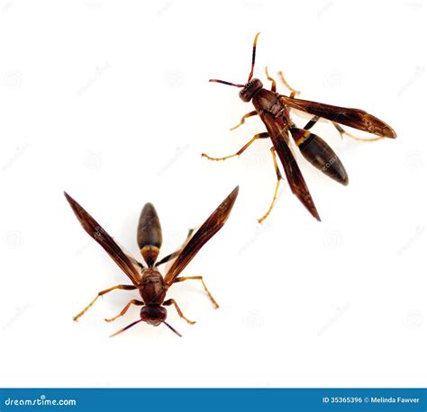 Paper Wasps On Larvae Cells Royalty-Free Stock Image | CartoonDealer