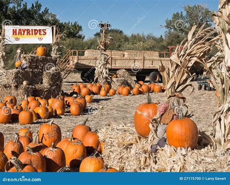 Pumpkin Patch Complete With A Hay Ride Stock Photo Image Of Fresh