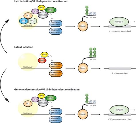 Chromatin Control Of Hsv 1 Gene Expression Two Models Of Reactivation Download Scientific