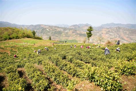 南方电网毕节市郊供电局：电力充足 茶香满山茶叶种植红岩