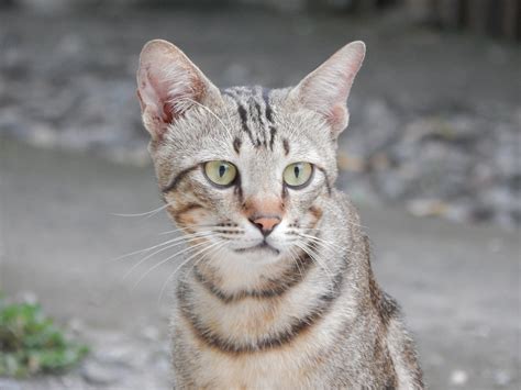 1920x1080 wallpaper | gray and white tabby cat | Peakpx