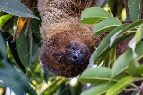 South American Sloth