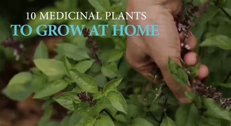 10 Medicinal Plants To Grow At Home Video