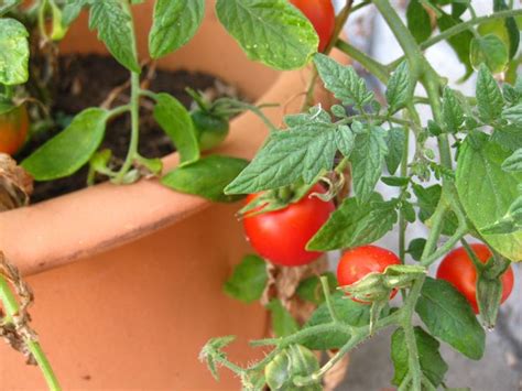 Pomodori Sul Terrazzo Orto In Balcone Coltivare Pomodori Sul Balcone