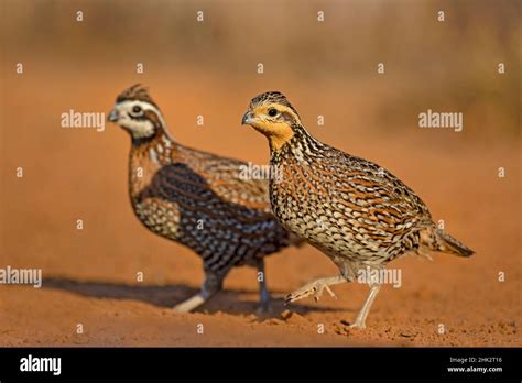 Northern Bobwhite Colinus Virginianus Pair Stock Photo Alamy