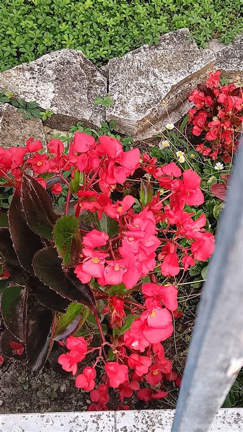 Pin De Fiorenza Turcato Em Immagini Di Fiori Em