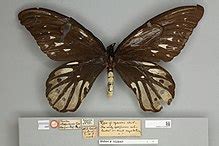 Queen Alexandra's birdwing - Wikipedia