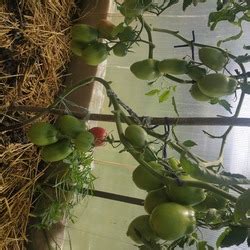 Томат Розовый мед: описание сорта, ОТЗЫВЫ (78), фото