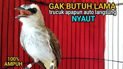 Trucukan Gacor Ropel Panjang Buat Pancingan Trucukan Agar Bunyi Jadikan