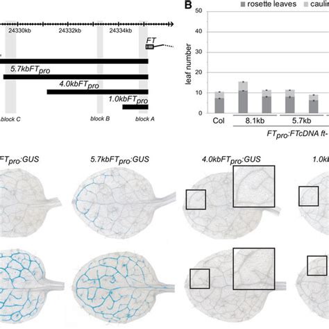 A Model Of Ft Transcriptional Activation Mediated Through Interaction