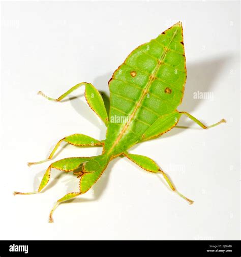 Linnaeus Leaf Insect Leaf Insect Walking Leaf Phyllium Siccifolium Female Cut Out Stock