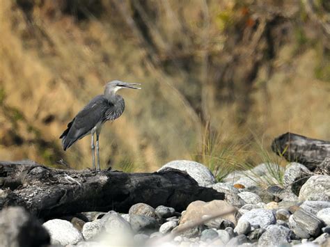 A Small Population Of These Critically Endangered Birds Live A Quiet