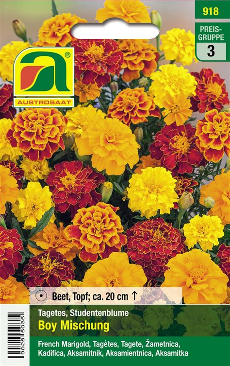 Austrosaat Saatgut Studentenblume Boy Mischung Mehrfarbig Tagetes