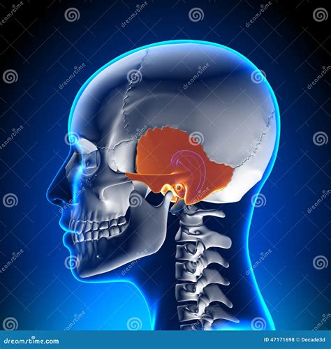 Female Temporal Bone Skull Cranium Anatomy Stock Illustration