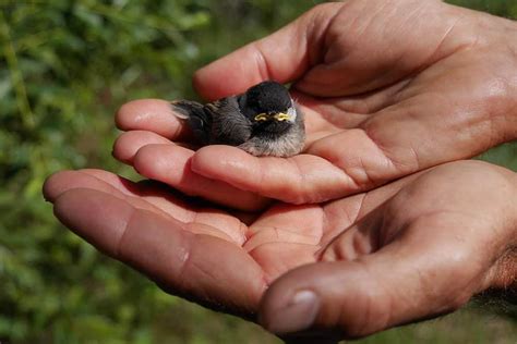 Comment Sauver Un Oisillon Tomb Du Nid Les Gestes Adopter