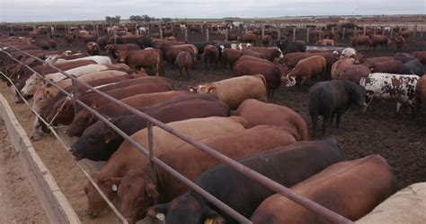 Cattle Feedlot Stock Footage Video | Shutterstock