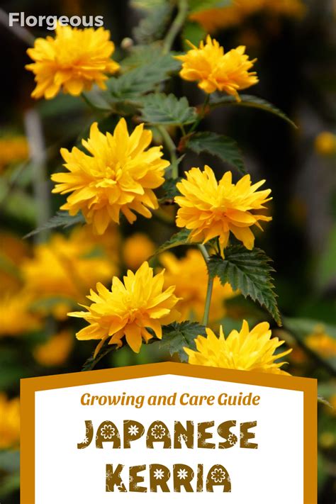 Japanese Kerria How To Grow And Care For Kerria Japonica