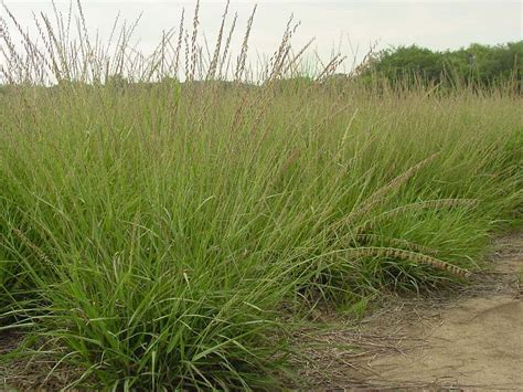 Bouteloua Curtipendula Side Oats Grama Allendan Seed Company