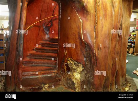 Staircase inside giant kauri tree, Ancient Kauri Kingdom, Awanui Stock ...