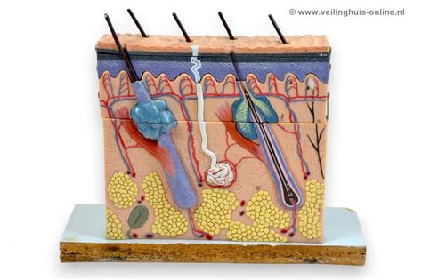 Veilinghuis Online Kavel Details Anatomie Model Van De Huid