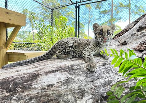 Endangered Clouded Leopard Cubs Born At Panther Ridge - Town-Crier ...