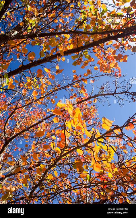 Hojas de otoño colores brillantes contra un cielo azul Fotografía de