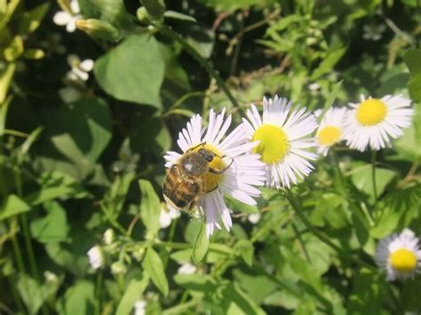 Lasiotrichius Succinctus From Meguro Jp Tk Jp On June At