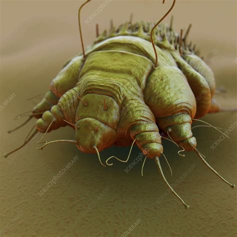 Scabies Mite Artwork Stock Image C020 3218 Science Photo Library